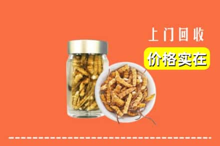 揭阳市回收散虫草