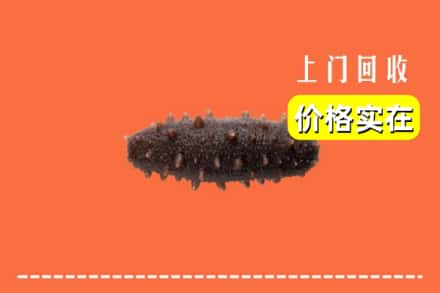 揭阳市回收海参