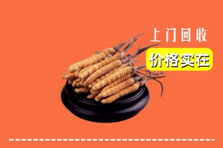 揭阳市回收冬虫夏草